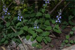 Scutellaria violacea